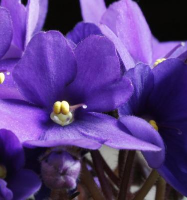 How to grow & care for African Violets in 5 simple steps - Love The Garden